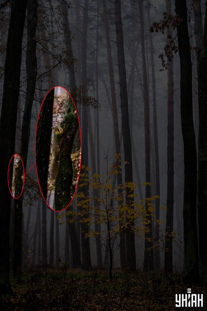 Sólo el 2% de las personas puede encontrar una ardilla en el bosque en 12 segundos: una asombrosa ilusión óptica