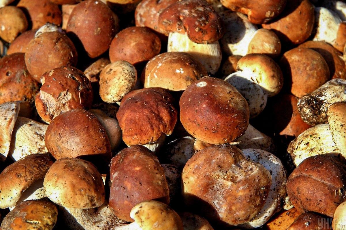 Encuentra una piedra entre las setas a tiempo / collage Moje