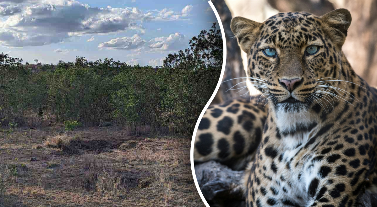 Encontrar un leopardo en la selva en 8 segundos: la mejor forma de poner a prueba tu atención