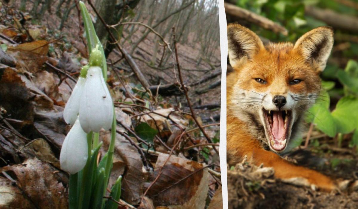 La ilusión óptica te mostrará cuál es tu coeficiente intelect: tienes que encontrar un zorro en el bosque en 9 segundos