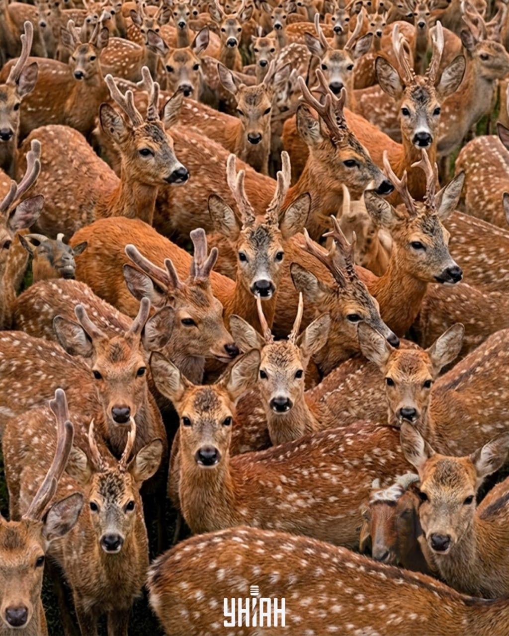 Encontrar tres cabras entre renos en 11 segundos: una ilusión óptica muy compleja