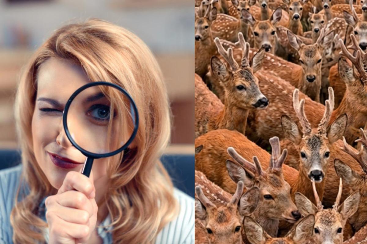 Necesidad de encontrar tres cabras entre los ciervos en 11 segundos: una ilusión óptica muy compleja