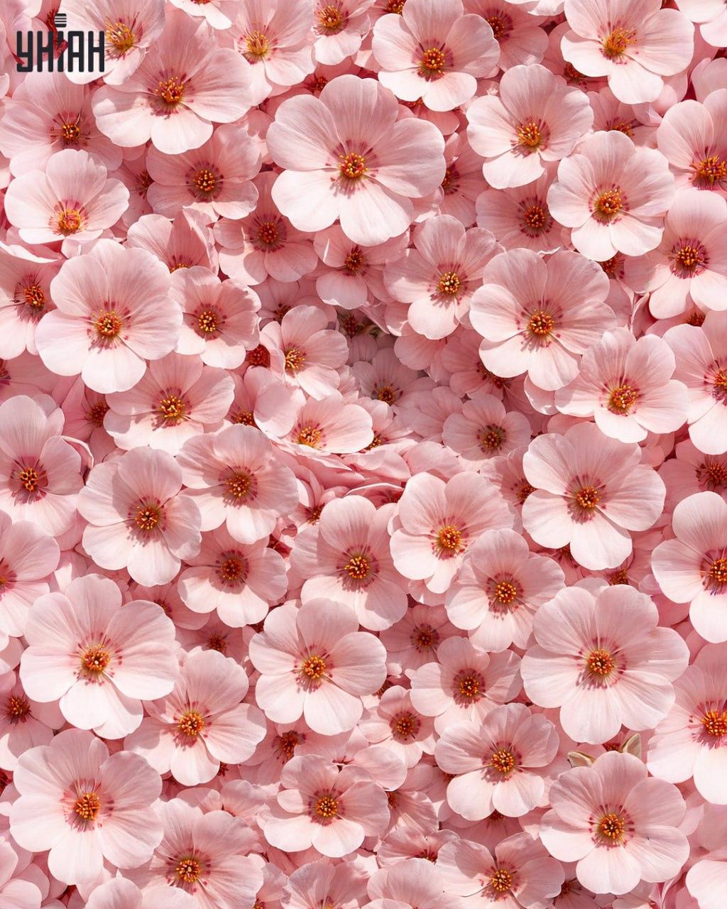 Sólo el 1% de las personas puede encontrar un conejo en 11 segundos: una ilusión óptica sorprendentemente compleja