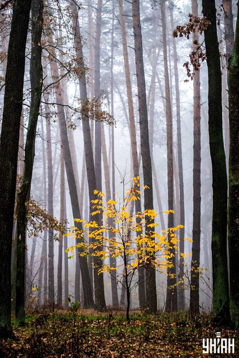 Sólo el 2% de las personas puede encontrar una ardilla en el bosque en 12 segundos: una asombrosa ilusión óptica