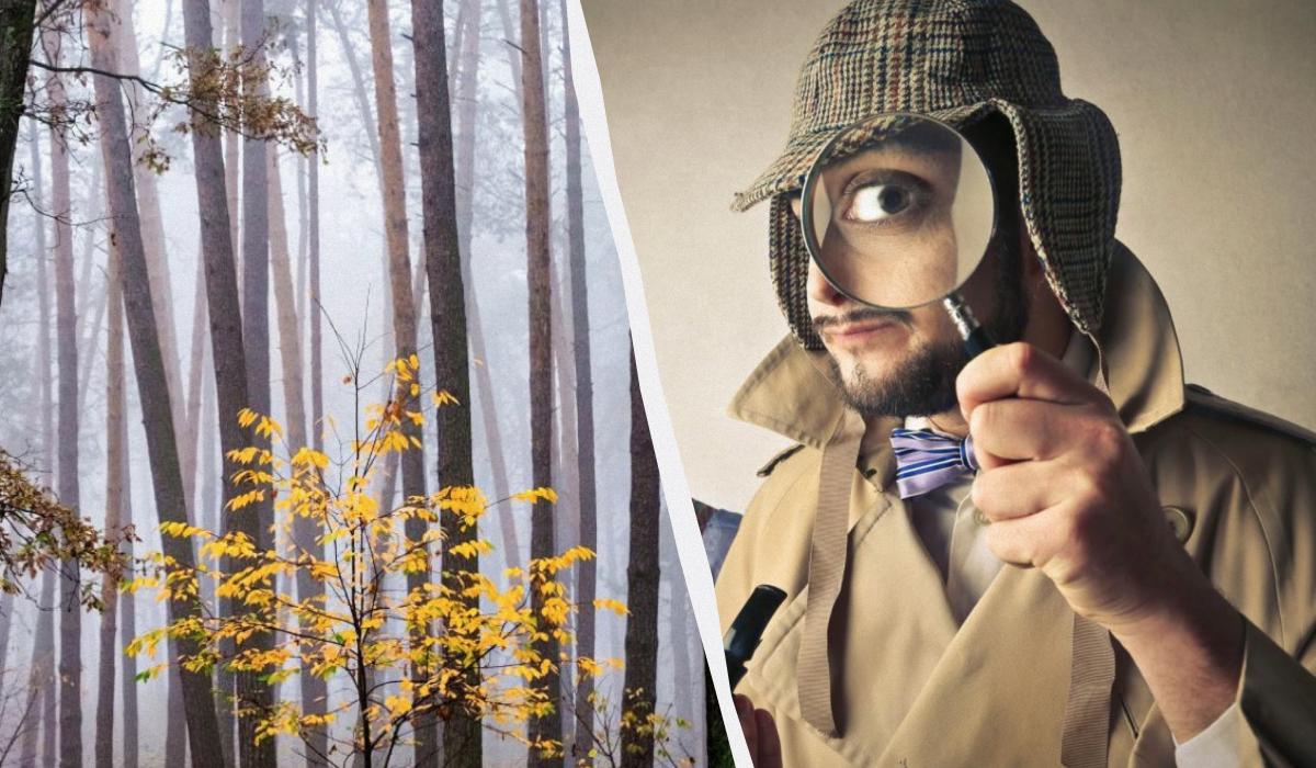 Sólo el 2% de las personas puede encontrar una ardilla en el bosque en 12 segundos: una asombrosa ilusión óptica